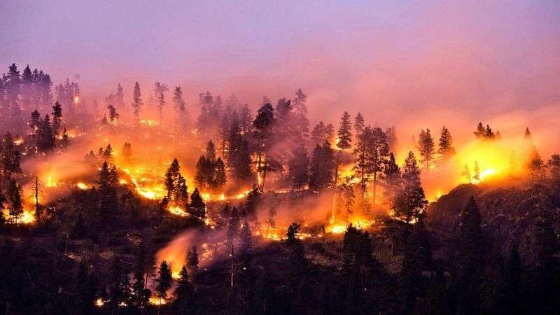 các vụ cháy rừng