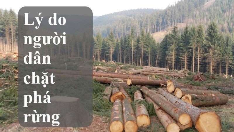 chặt phá rừng 