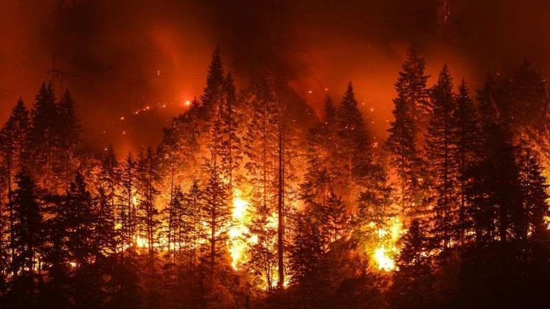 cháy rừng là gì