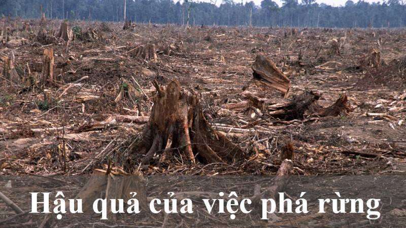 nguyên nhân chặt phá rừng