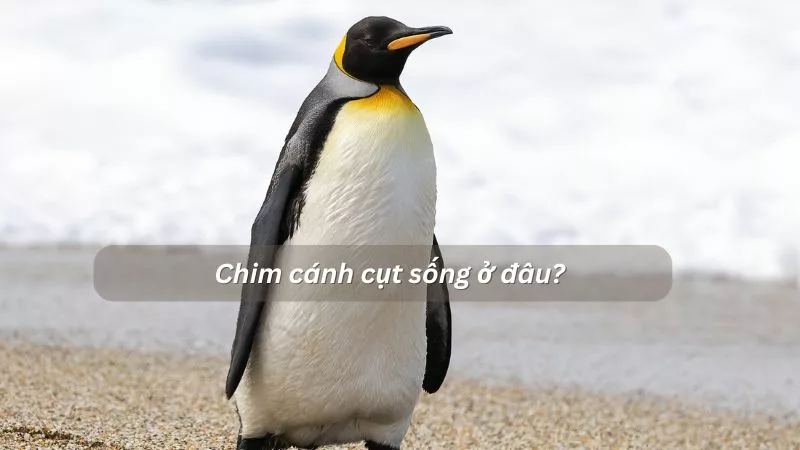 Chim cánh cụt sống ở đâu? Tìm hiểu các đặc trưng giúp loài cánh cụt thích nghi với khí hậu băng giá