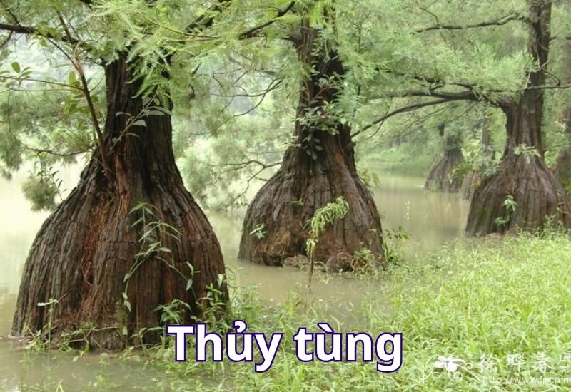 loài thực vật có nguy cơ tuyệt chủng ở việt nam