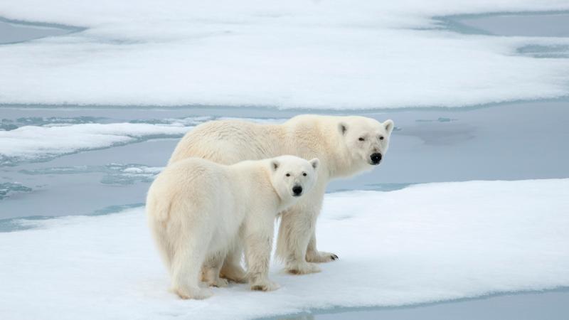 Gấu bắc cực sống ở đâu? Lông màu gì? #7 Đặc điểm giúp gấu trắng thích nghi với điều kiện khắc nghiệt tại Bắc cực