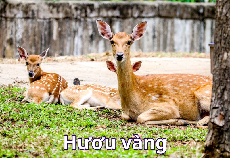 những con vật có nguy cơ tuyệt chủng ở việt nam