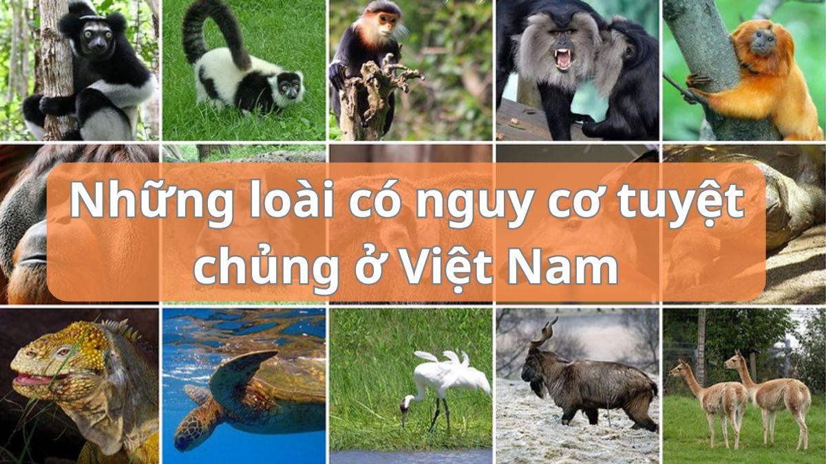 Những loài có nguy cơ tuyệt chủng ở Việt Nam cần được bảo vệ