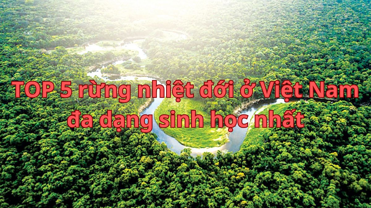 TOP 5 rừng nhiệt đới ở Việt Nam đa dạng sinh học nhất