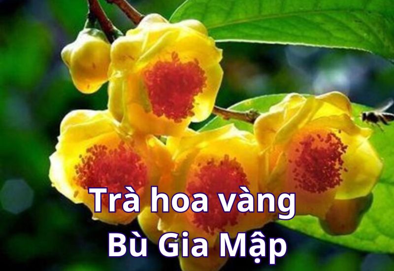 thực vật có nguy cơ tuyệt chủng ở việt nam