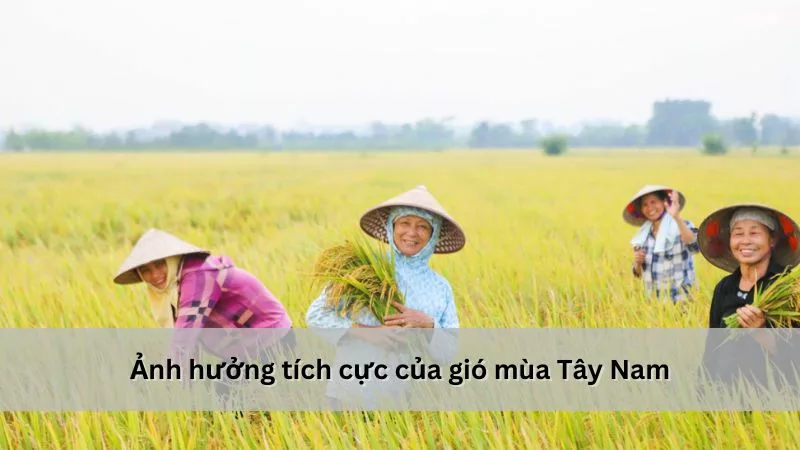 Ảnh hưởng tích cực của gió mùa Tây Nam