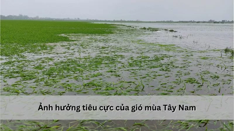 Ảnh hưởng tiêu cực của gió mùa Tây Nam