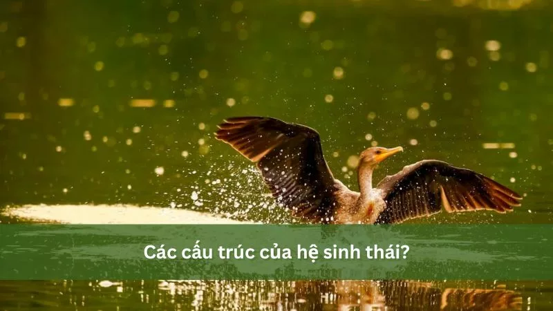 Cấu trúc của hệ sinh thái