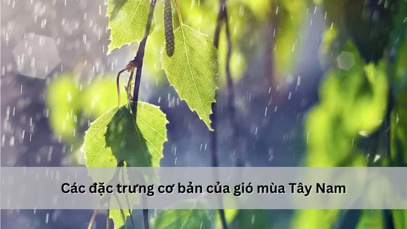 Đặc trưng của gió mùa Tây Nam