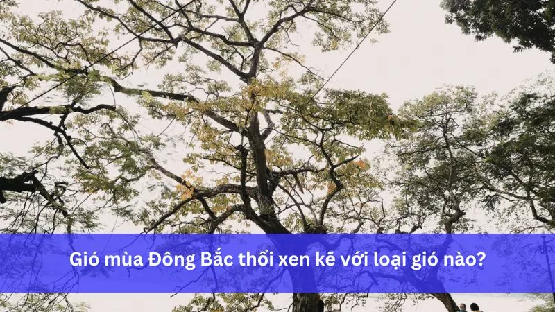 Gió mùa Đông Bắc thổi xen kẽ gió nào