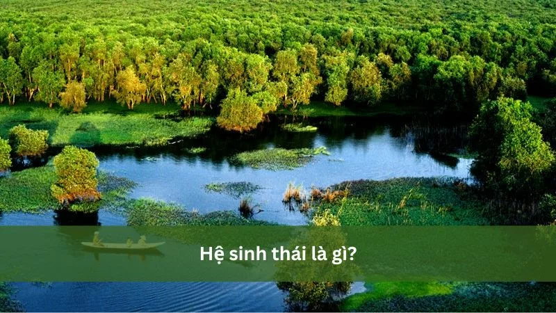 Hệ sinh thái là gì