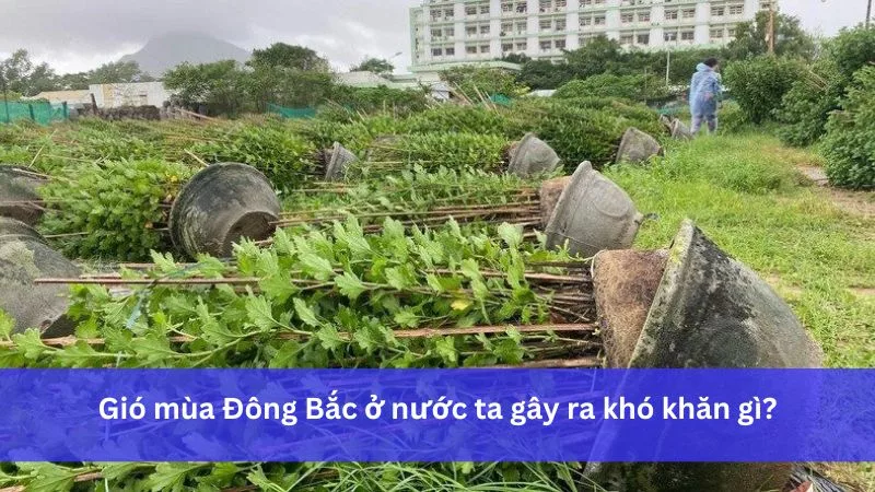 Khó khăn của gió mùa Đông Bắc