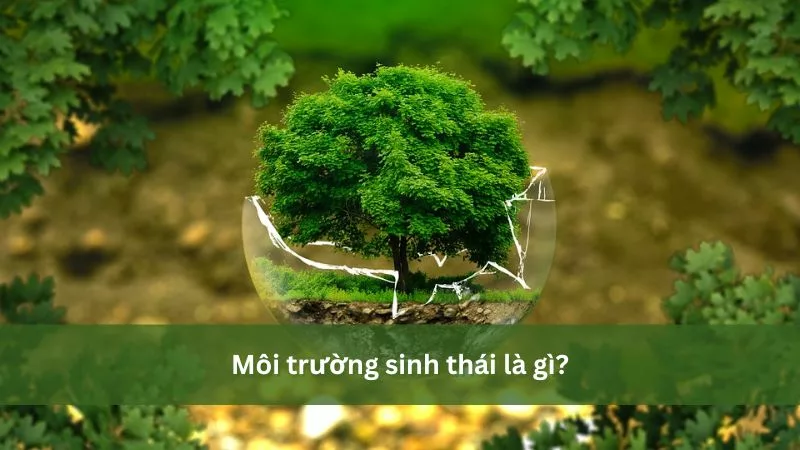 Môi trường sinh thái là gì