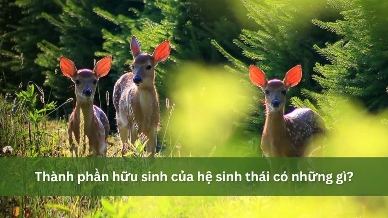 Thành phần hữu sinh của hệ sinh thái