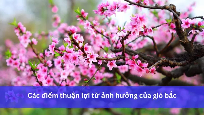 Thuận lợi của gió mùa Đông Bắc