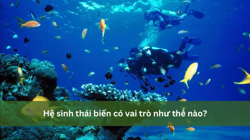 Vai trò của hệ sinh thái biển