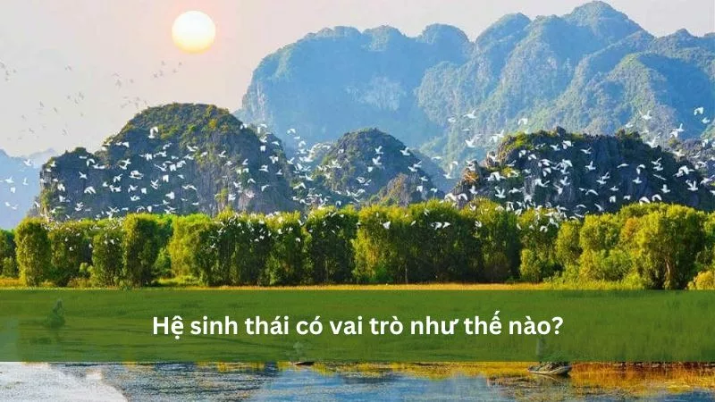 Vai trò của hệ sinh thái