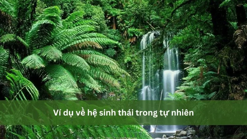 Ví dụ về hệ sinh thái trong tự nhiên