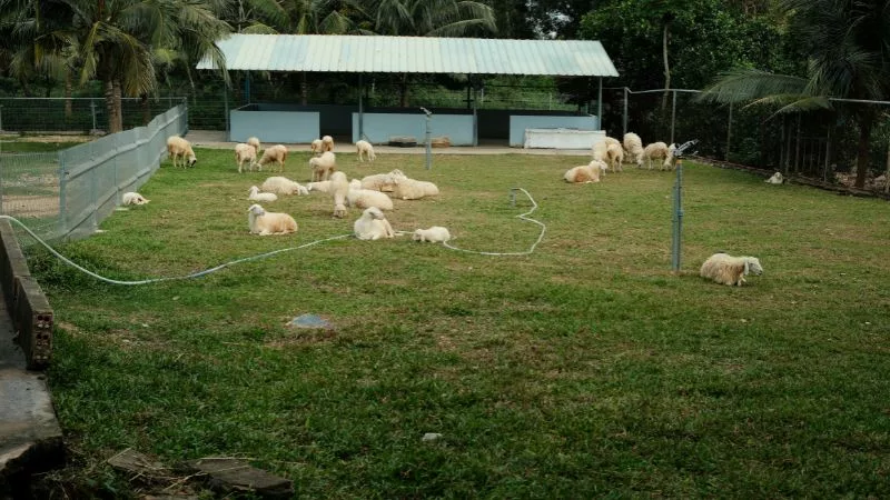 Tham quan những chú cừu tại Hồ Mây